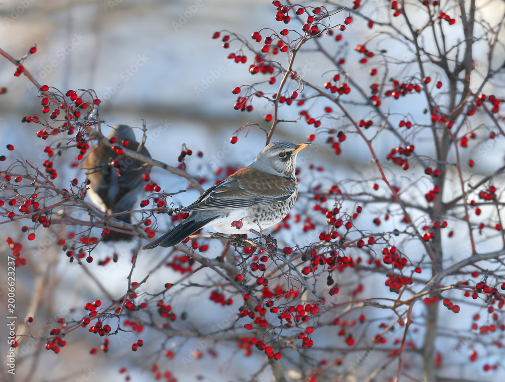 Obraz premium A Fieldfare (Turdus pilaris) feeding on ripe berries of a Hawthorn (Crataegus) bush.