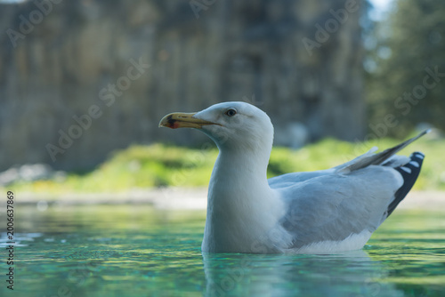 Fotografía A young Herring gull swimming in a zoo pool