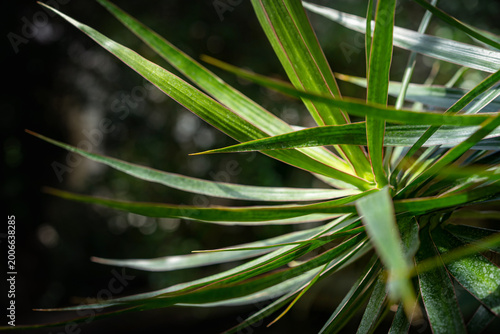 Dracaena marginata Close-up of spiky tropical plant leaves with sharp linear texture in natural light. flower exhibition Flora Olomouc, Czech Republic - April 25, 2026