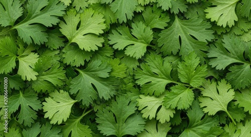 A dense collection of vibrant green cilantro leaves covers the entire frame. The leaves have distinctive, deeply lobed shapes and a fresh, glossy appearance.
