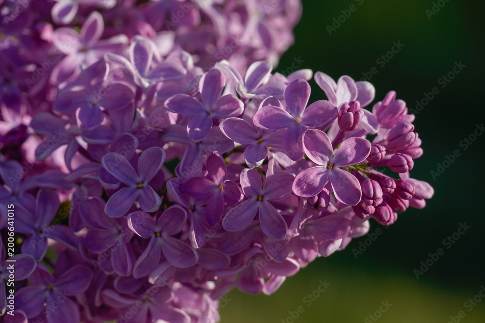 Obraz premium Beautiful blooming lilac (Syringa vulgaris) flowers in spring. Macro of purple lilac bush.