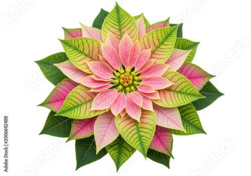 Beautiful pink poinsettia flower with green leaves in full bloom