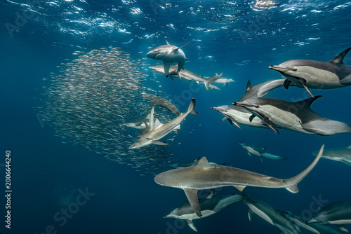 Fotografie Dynamic underwater scene of dolphins and sharks hunting a bait ball of fish in the open ocean