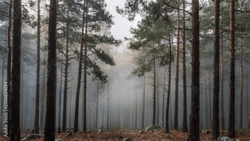Pine forest with mist and diffused sunlight, moody yet calm atmosphere, no people