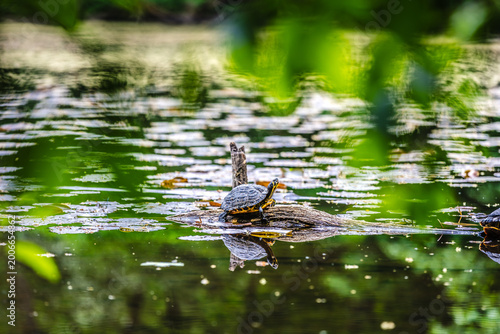 Wasserschildkröten in einem Kölner Weiher