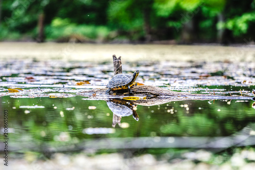 Wasserschildkröten in einem Kölner Weiher
