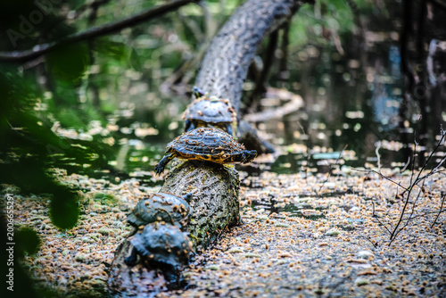Wasserschildkröten in einem Kölner Weiher