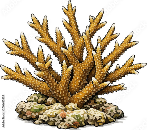 Acropora cervicornis illustration