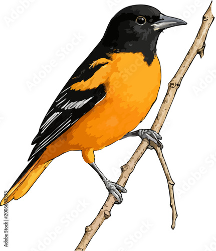 Photos Icterus galbula illustration art