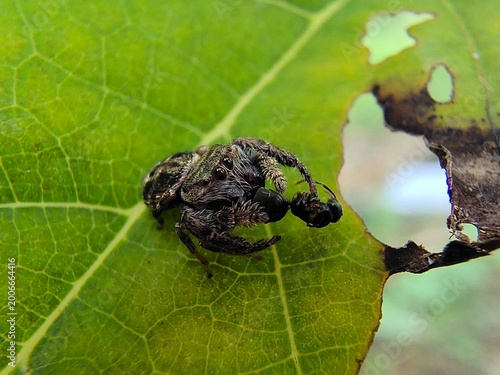 Принти на полотні Macro shot of a small black spider perched on a green lea