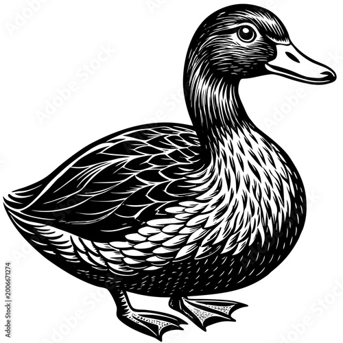 Detailed woodcut style illustration of a mallard duck standing in profile on a white background vintage aesthetic