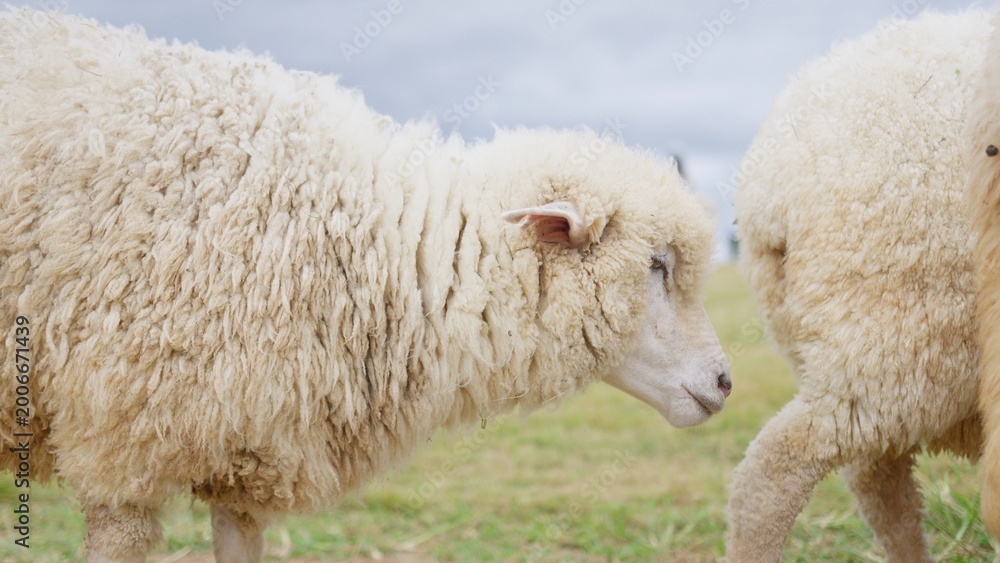 Fototapeta premium A woolly sheep stands in a green pasture, a close-up highlighting its thick fleece for concepts of livestock farming, agriculture, and natural textile production.
