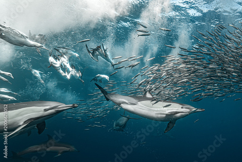 Quadro em tela Underwater scene of common dolphins feeding on a bait ball with seabirds diving from above