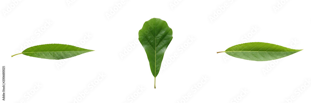 Obraz premium Three green leaves with different shapes on white background transparent background