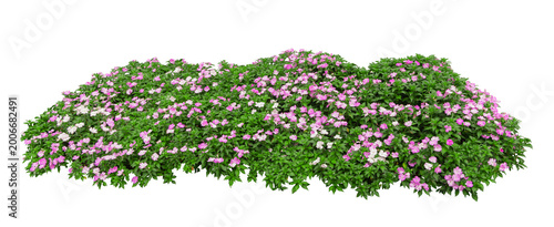 Pink and white flowering groundcover plants isolated on white background for landscaping design