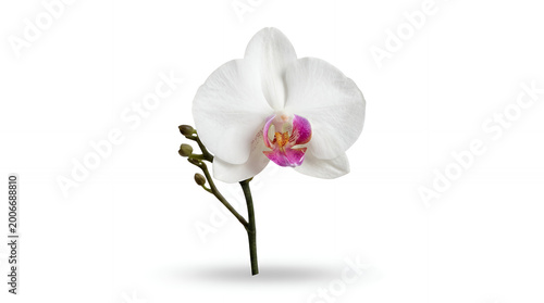 White Orchid Flower Closeup View.