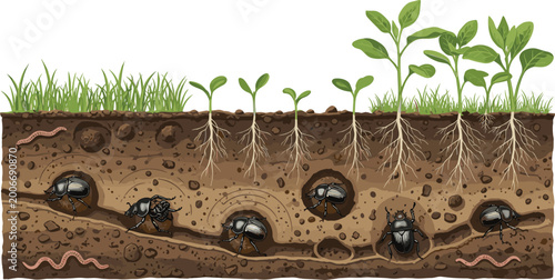 Fotografie Underground Cross Section Showing Dung Beetles Burrowing Soil While Green Plants