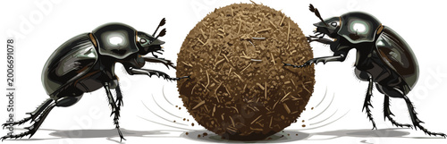 Fotografie Two Dung Beetles Pushing Opposite Sides of Large Round Dung Ball Together Teamwo