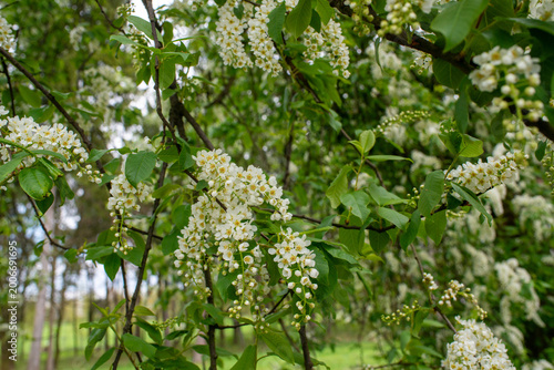 Fotografie White bird cherry flower racemes hang from leafy branches in a green park setting, showing spring tree blossom, natural floral texture, seasonal flowering and botanical landscape detail