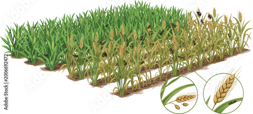 Tableau sur toile Wheat Field Disease Comparison Diagram Showing Healthy And Infected Crop With Cl