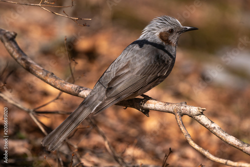 Tableau sur toile Bulbul à oreillons bruns