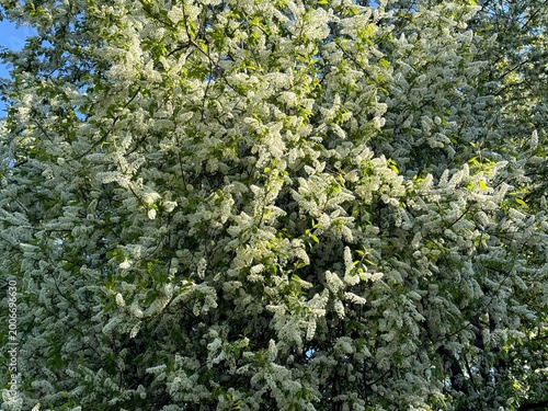 Fotografie White spring blossom of tree Prunus padus bird cherry or hagberry, heckberry, hackberry, hog cherry, black dogwood