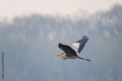 Grey Heron - Ardea cinerea, large common gray heron from worldwide lakes and rivers, Czech Republic.