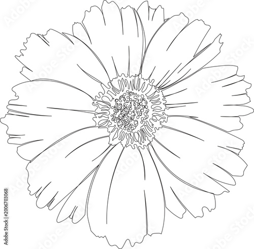 Continuous One Line Drawing of Coreopsis Flower eps10