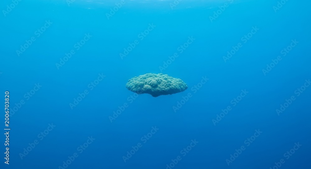 Naklejka premium A solitary coral formation floats in the vast, blue ocean depths