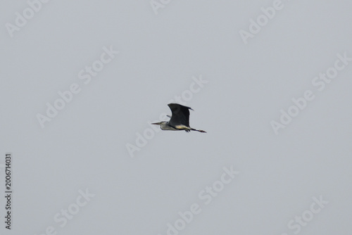bird in flight