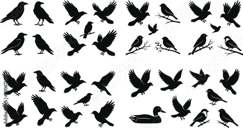 Foto Bird silhouettes collection featuring flying perching crow sparrow duck and song