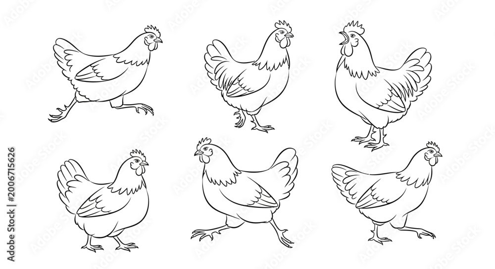 Obraz premium Chicken set, collection of hand drawn farm bird illustrations