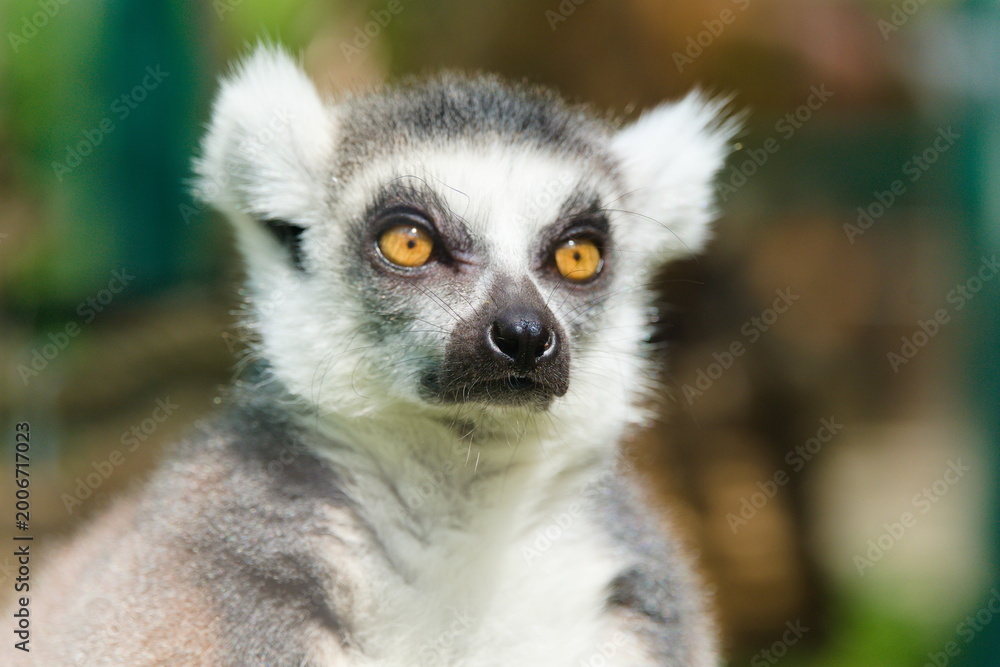 Fototapeta premium Ring-Tailed Lemur Close-Up Portrait with Bright Orange Eyes