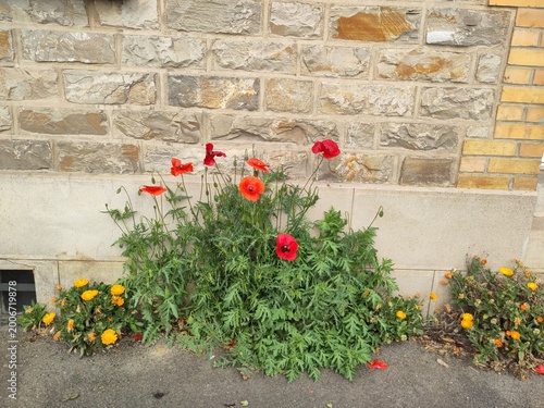 Les coquelicots de la rue