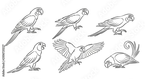 Parrot line art set, collection of hand drawn macaw illustrations