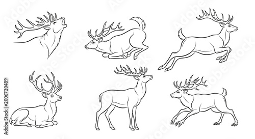 Deer set, collection of hand-drawn stag illustrations in various poses