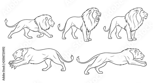 Lion poses set, hand-drawn vector illustrations of wild cats