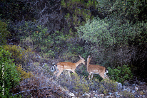 Fotografie Rhodes, Greece two spotted fallow deer dama dama standing in profile beside larg