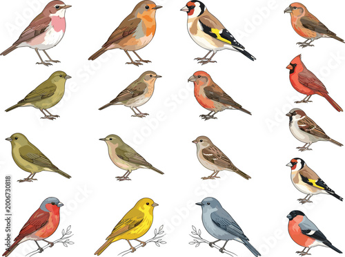 Fotografie Bird Species Vector Illustration Collection with Detailed Realistic Garden and S