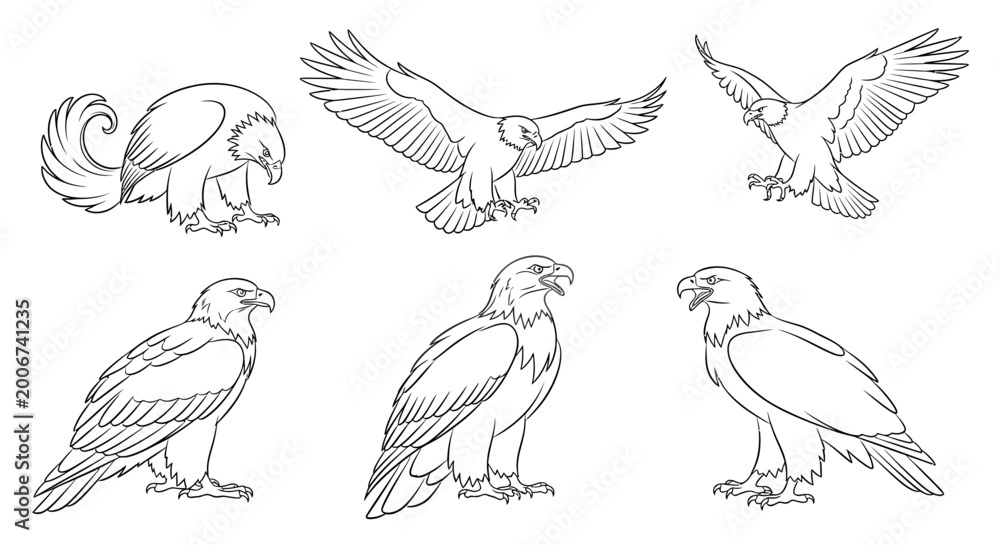 Fototapeta premium Eagle line art set, collection of hand-drawn raptor bird illustrations