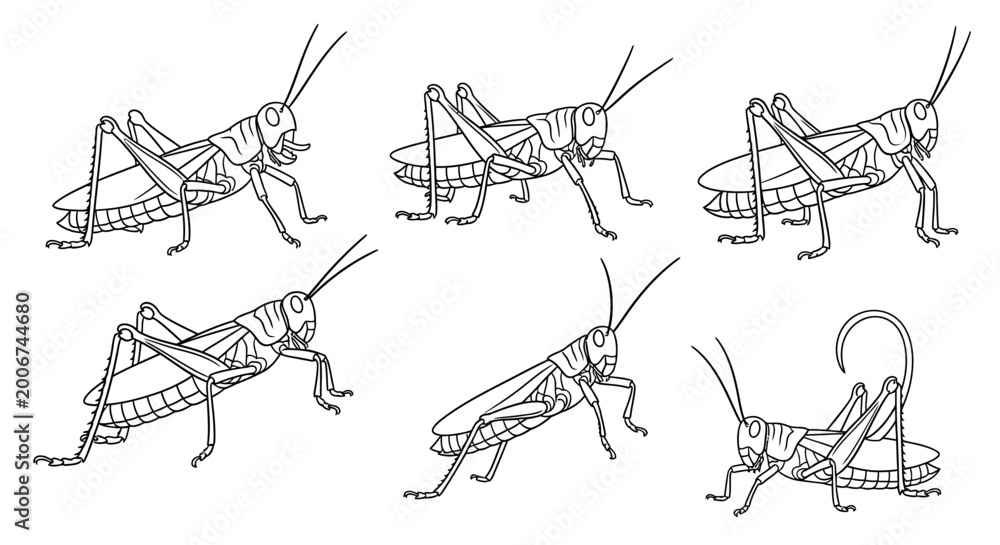 Fototapeta premium Grasshopper line art set, detailed insect vector illustrations