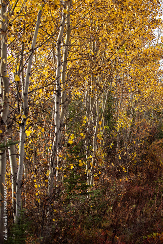 Colorful trees next to a path in interior Alaska