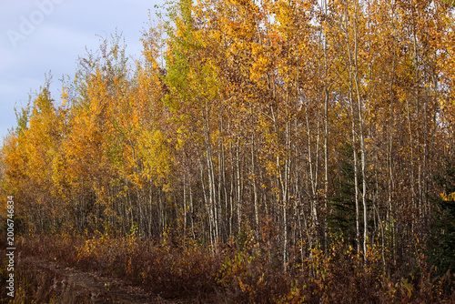 Colorful trees next to a path in interior Alaska