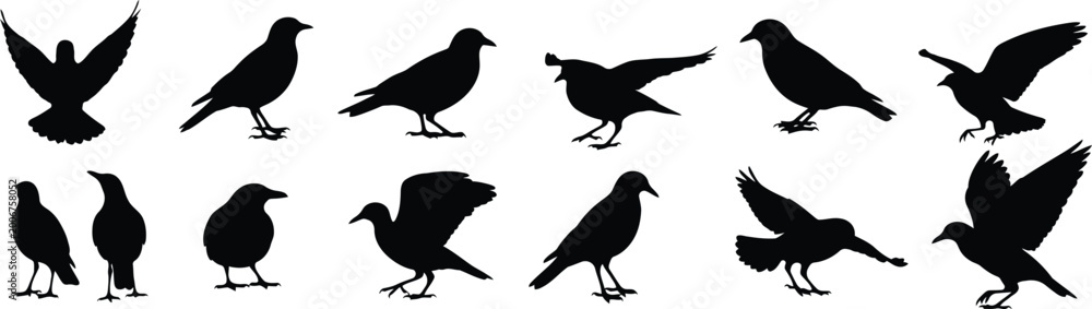 Fototapeta premium Black bird silhouettes a collection of poses and wing positions