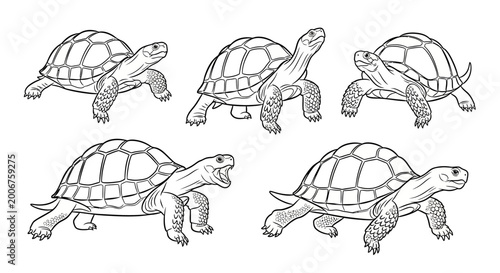Tortoise sketches, set of hand drawn turtles in various poses