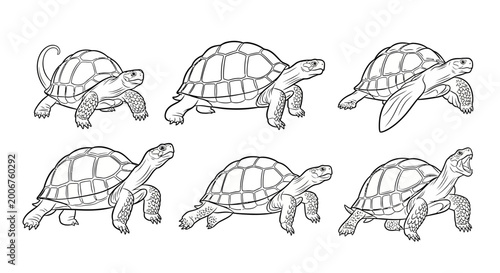 Tortoise drawing set, collection of hand-drawn turtles in various poses