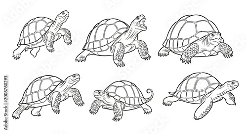 Turtle set, hand drawn black and white vector illustration