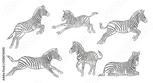 Zebra drawings, set of hand-drawn vector illustrations for design projects