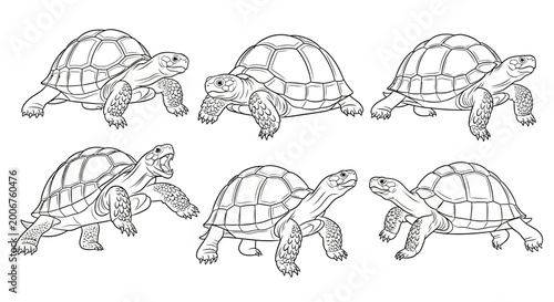 Tortoise sketches, set of six hand-drawn ink illustrations of turtles