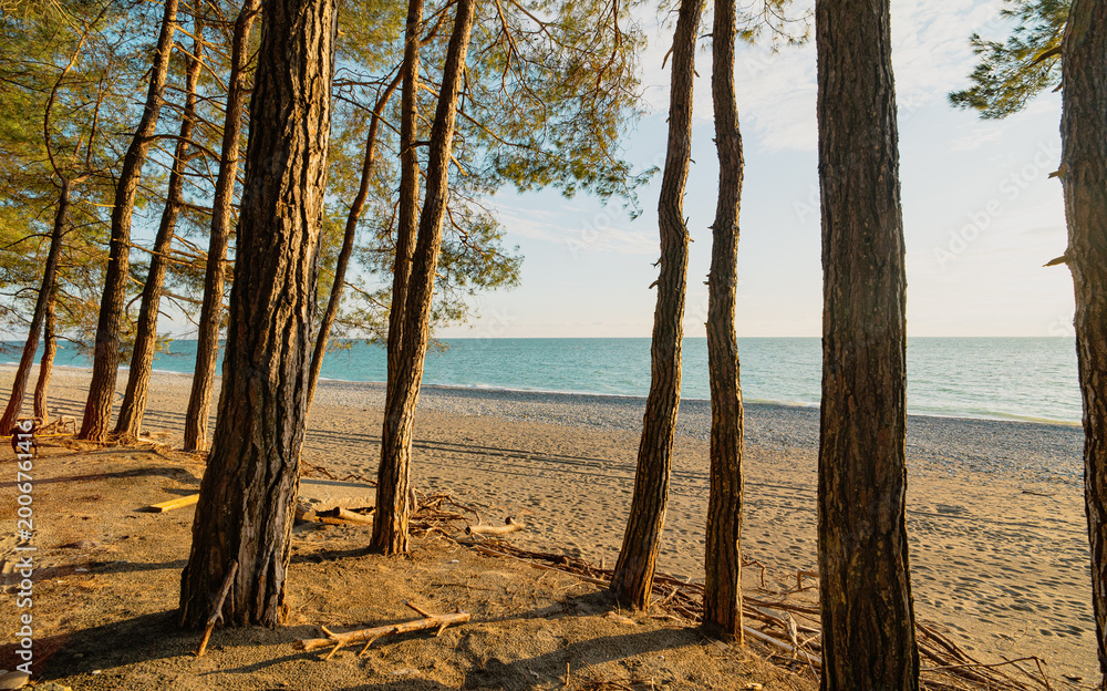Obraz premium Forest coast in Pitsunda, Abkhazia